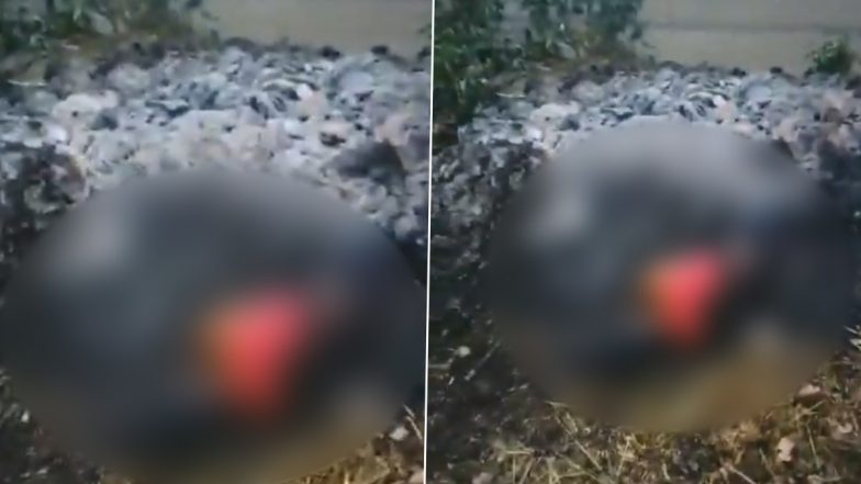 Meerut Horror: Burning Body of Woman Found in Uttar Pradesh Village; Disturbing Video Surfaces