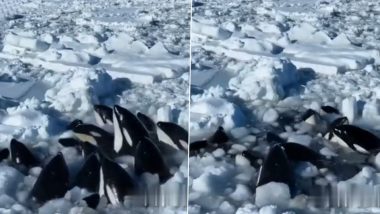 Killer Whales Trapped in Ice Near Japan's Rausu, Video Surfaces