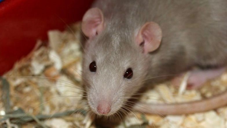 Telangana: Rats Bite Patient in ICU at Government Hospital in Kamareddy District