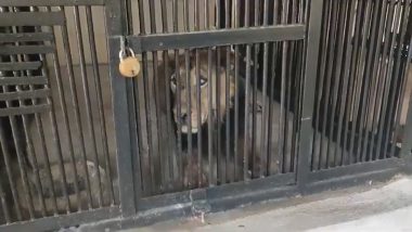 Andhra Pradesh: Man Enters Lion’s Enclosure at Sri Venkateswara Zoological Park in Tirupati, Mauled to Death (See Pics and Videos)