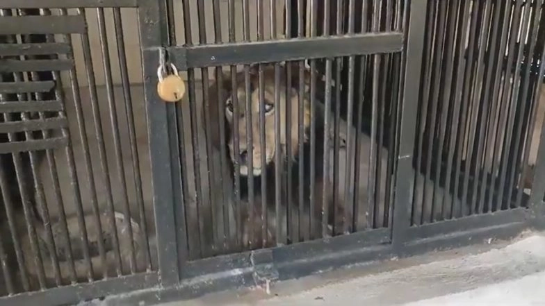 Andhra Pradesh: Man Enters Lion’s Enclosure at Sri Venkateswara Zoological Park in Tirupati, Mauled to Death (See Pics and Videos)