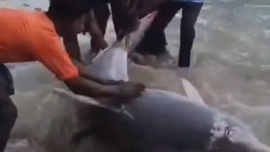 Tamil Nadu: Valinokkam Fisherman Releases Dolphin Caught in Net into Sea in Ramanathapuram (Watch Video)