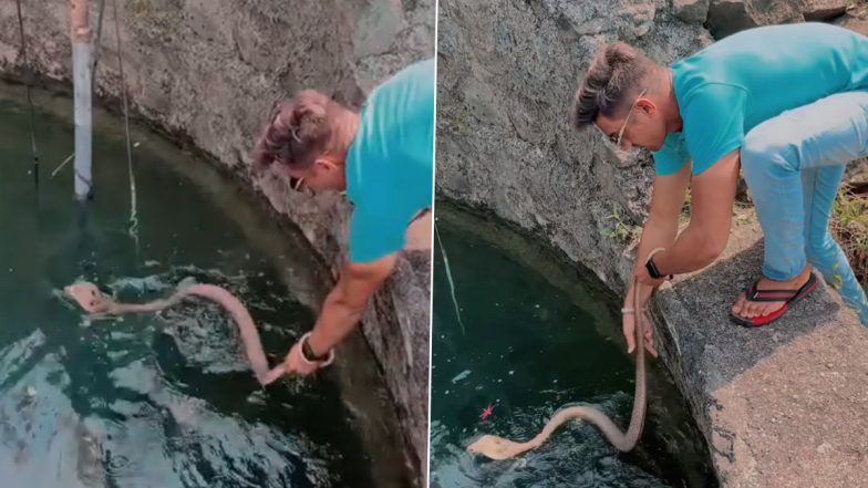 Man Rescues King Cobra Lying on Surface of Water Inside Well With Bare Hands, Chilling Video Surfaces