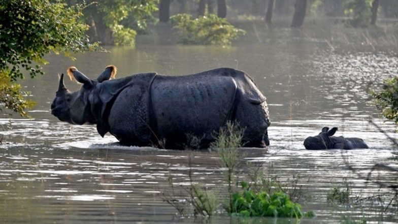 Rhino Attack in Assam: Two Officials Severely Injured After Rhinoceros Attacks Them at Kaziranga National Park and Tiger Reserve
