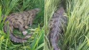 Crocodile in Telangana: Reptile Spotted in Farm Lands of Tripuravaram Mandal, To Be Released Into Nagarjuna Sagar Waters (Watch Videos)