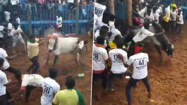 Jallikattu Event Held in Tamil Nadu’s Pudukkottai, 15 Injured in First Round (Watch Video)