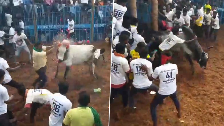 Jallikattu Event Held in Tamil Nadu’s Pudukkottai, 15 Injured in First Round (Watch Video)