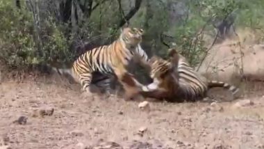 Tigers Fight Video: 'Veera' and 'Bhela' Get Into Fierce Battle Over Territory in Tadoba-Andhari Tiger Reserve in Maharashtra