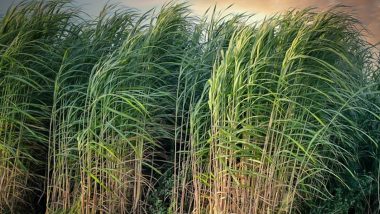Modi Government Okays 8% Hike in Sugarcane Price, Move To Benefit 5 Crore Farmers
