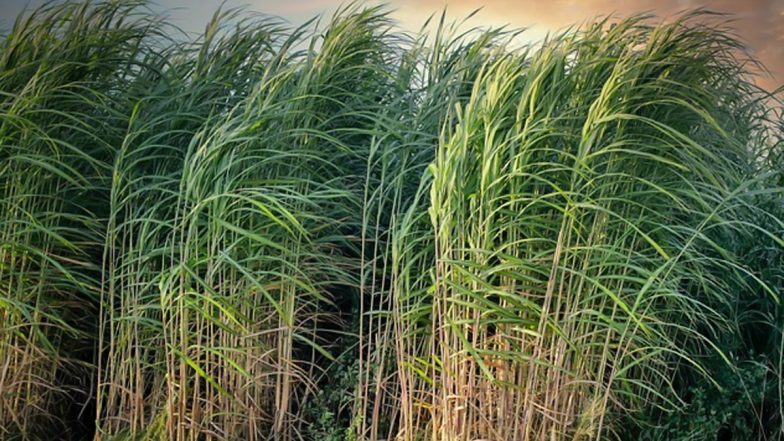 Modi Government Okays 8% Hike in Sugarcane Price, Move To Benefit 5 Crore Farmers