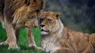 'Akbar-Sita' Names Row: Tripura Forest Officer Prabin Lal Agrawal Suspended After Controversy Over Names of Zoo Lion and Lioness