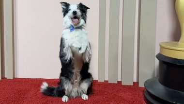 Oscar 2024: Dog From ‘Anatomy of a Fall’ Melts Hearts at Nominees Luncheon (View Pic)