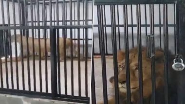 Bengal Safari Park of Siliguri Welcomes Pair of Lions From Tripura; Gets Other Eight New Members (Watch Video)