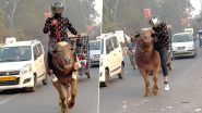 Helmet-Wearing Man Rides Buffalo on a Busy Road, Video Goes Viral