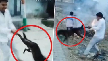 Animal Cruelty in UP: Man Swings Dog by Leg for Instagram Reel in Ghaziabad, Disturbing Video Surfaces