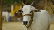 Jharkhand: Cow Chews on Four-Foot-Long Python in Daltonganj