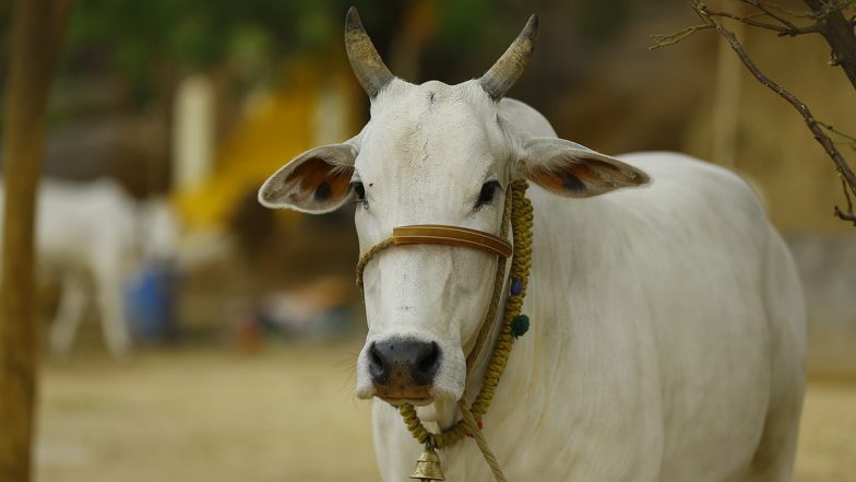 Jharkhand: Cow Chews on Four-Foot-Long Python in Daltonganj