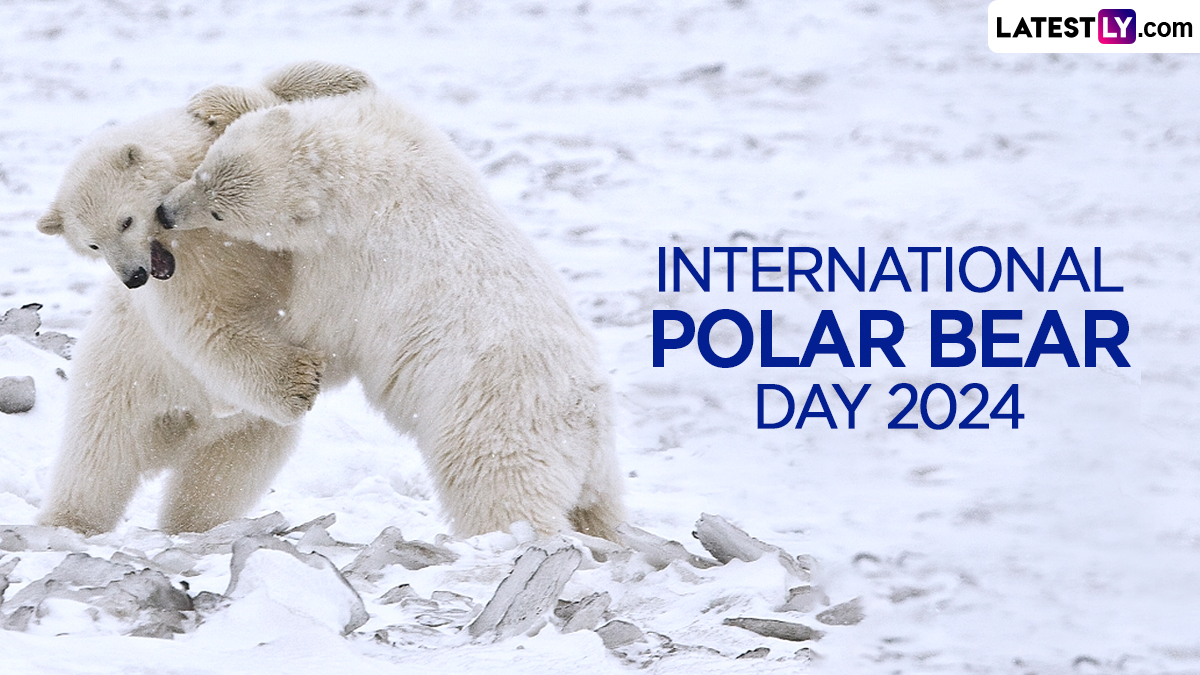 Festivals & Events News When is International Polar Bear Day 2024