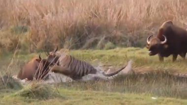 Friends Forever! Gaur Saves Fellow Gaur From Tiger Attack in Maharashtra's Tadoba, Video Goes Viral
