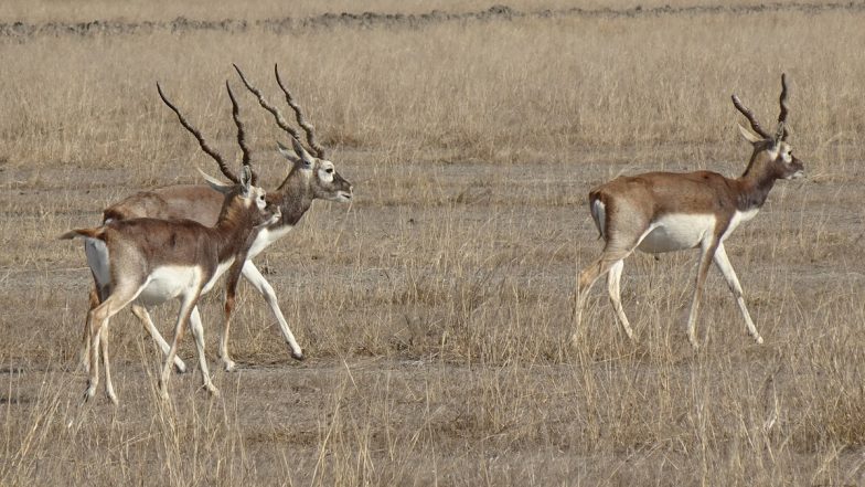 Blackbuck Fight Video: Farmer Captures Rare Sight of Blackbucks Locking Horns in His Field in Maharashtra's Bhandara