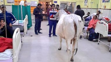 Bull in UP Hospital: Panic As Stray Cattle Enters District Hospital in Raebareli (See Pic)