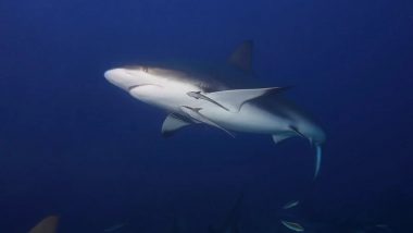 Shark Attack in Australia: Huge Shark Mauls Snorkeler to Death Near Abrolhos Islands