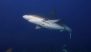 Shark Attack in Australia: Huge Shark Mauls Snorkeler to Death Near Abrolhos Islands