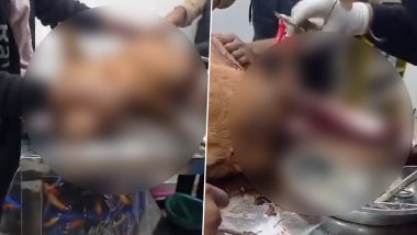 Animal Cruelty in Ghaziabad: Dog Stabbed by Unidentified Assailants, Survives After Surgery; Distressing Video Surfaces