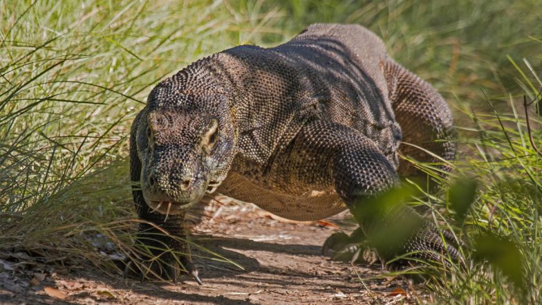 Wildlife Smuggling at Thailand Airport: Mongolian Man Caught With Komodo Dragons, Pythons and Exotic Fish at Airport