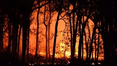 World News | 19 Killed in Massive Wildfires in Chile, State of Emergency Declared