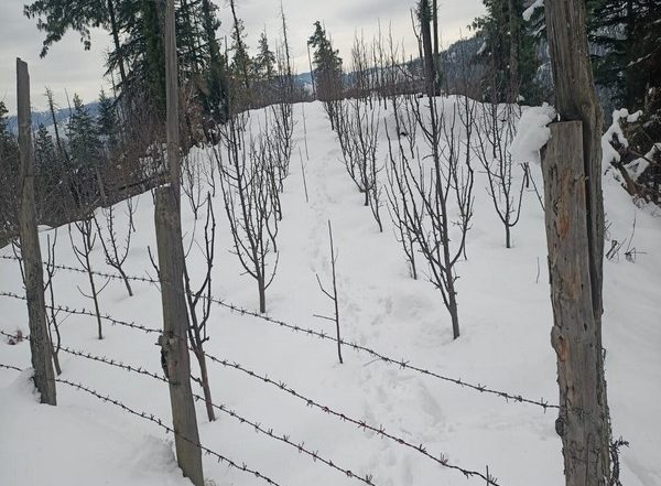 India News | Himachal Pradesh: 475 Roads Blocked; Power and Water Schemes Disrupted Due to Snowfall
