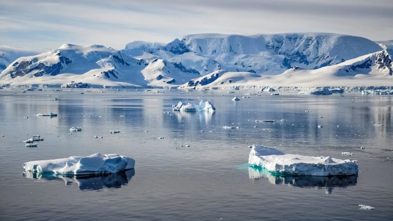 Bird Flu Found in Antarctica As Scientists Fear Ecological Disaster: Report