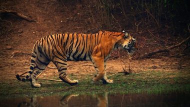 Royal Bengal Tigers Among 18 Animals From North Bengal Zoo Reaching Tripura Zoo Under Exchange Programme