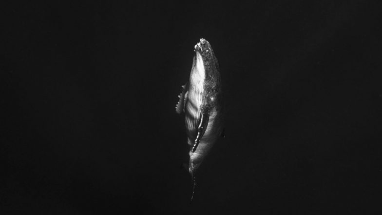 US: Mysterious Sounds Keeping Tampa Bay Locals Up All Night in Florida, Scientist Claims it to be Fish Sex Noise