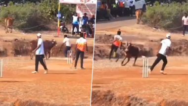 Bulls Invade Ground During Local Tennis Ball Cricket Match, Video Goes Viral