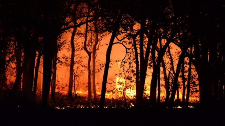 Chile Wildfire: Missing Dog Reunited With Owner in Viña Del Mar