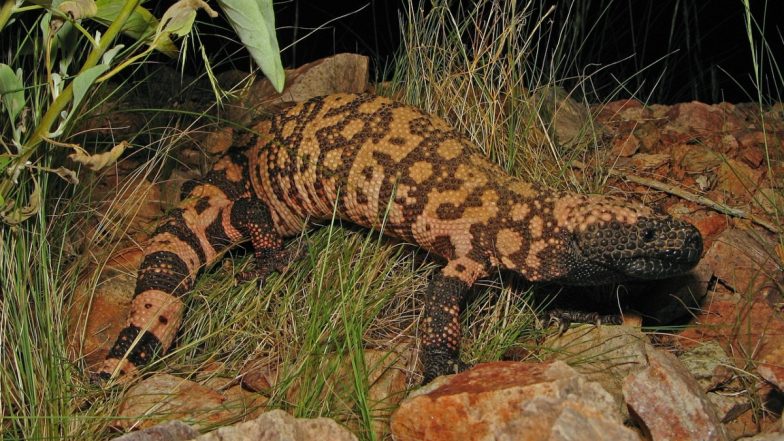US: Man Dies After Being Bitten by Pet Lizard ‘Gila Monster’ in Colorado