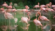 Flamingo Deaths: Around 37 Flamingos Dead After Flock Hits Emirates Flight Near Mumbai Airport, Plane Grounded (Watch Video)