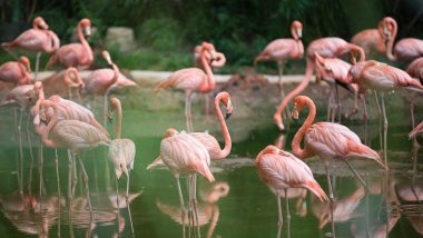 Navi Mumbai: Four Flamingos Found Dead Near Nerul Jetty, Activists Blame CIDCO Signboard