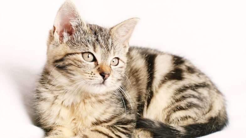 Kerala Shocker: Hungry For Days, Assam Man Found Consuming Raw Cat Meat in Malappuram; Shifted To Mental Hospital