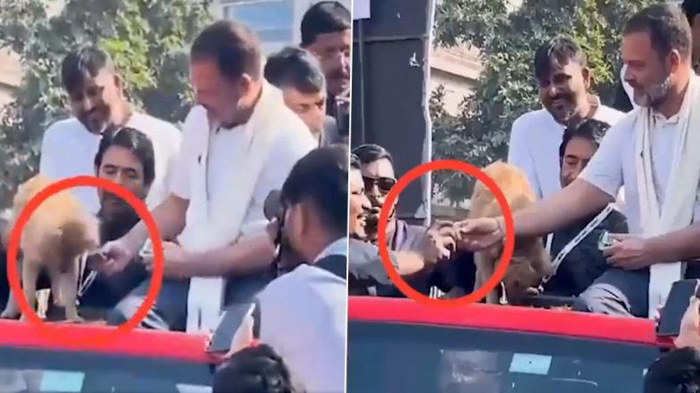 Rahul Gandhi Allegedly Gives Biscuit From Pet Dog’s Plate to Congress Worker During ‘Bharat Jodo Nyay Yatra’, Assam CM Himanta Biswa Sarma Reacts to Viral Video