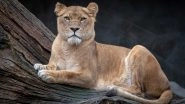 Lioness &lsquo;Sita&rsquo; Housed With Lion &lsquo;Akbar&rsquo; at Siliguri Safari Park, VHP Moves Calcutta High Court