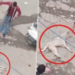 Animal Cruelty in Delhi: Man Ties Wire Around Dog’s Neck, Throws It Inhumanely in Mukherjee Nagar; Shocking Video Surfaces