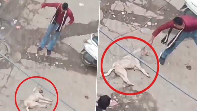 Animal Cruelty in Delhi: Man Ties Wire Around Dog’s Neck, Throws It Inhumanely in Mukherjee Nagar; Shocking Video Surfaces