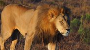 'Lions Do Not Run They Walk Slowly': Gujarat High Court Rejects Railways' Claim That Asiatic Lions Death From Train Hits Took Place While Chasing Prey