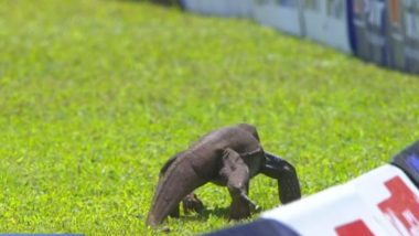 Bizarre! Monitor Lizard Stops Play After it Enters Field During SL vs AFG Test Match at R Premadasa Stadium (Watch Video)
