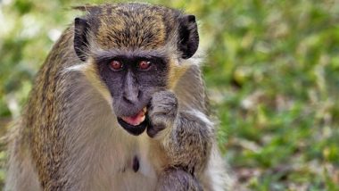 Monkey Fever in Karnataka: 31 Cases of Kyasanur Forest Disease Reported in Uttara Kannada District