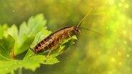 Valentine's Day 2024: Zoos in the US Will Let You Name a Cockroach, Veggie or Rodent After Your Ex, and Have It Fed to a Resident Animal