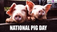 National Pig Day 2024 Date, History, Activities and Significance: Know All About the Day Dedicated to Appreciating the Farm Animals