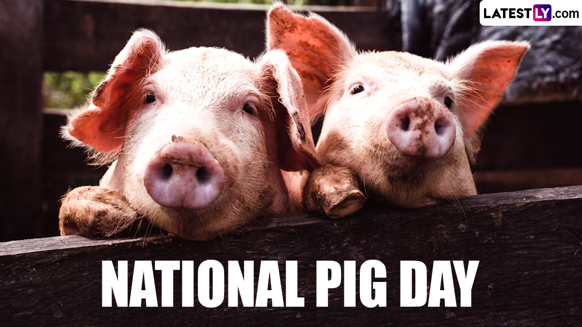 Festivals & Events News When is National Pig Day 2024? Know Date